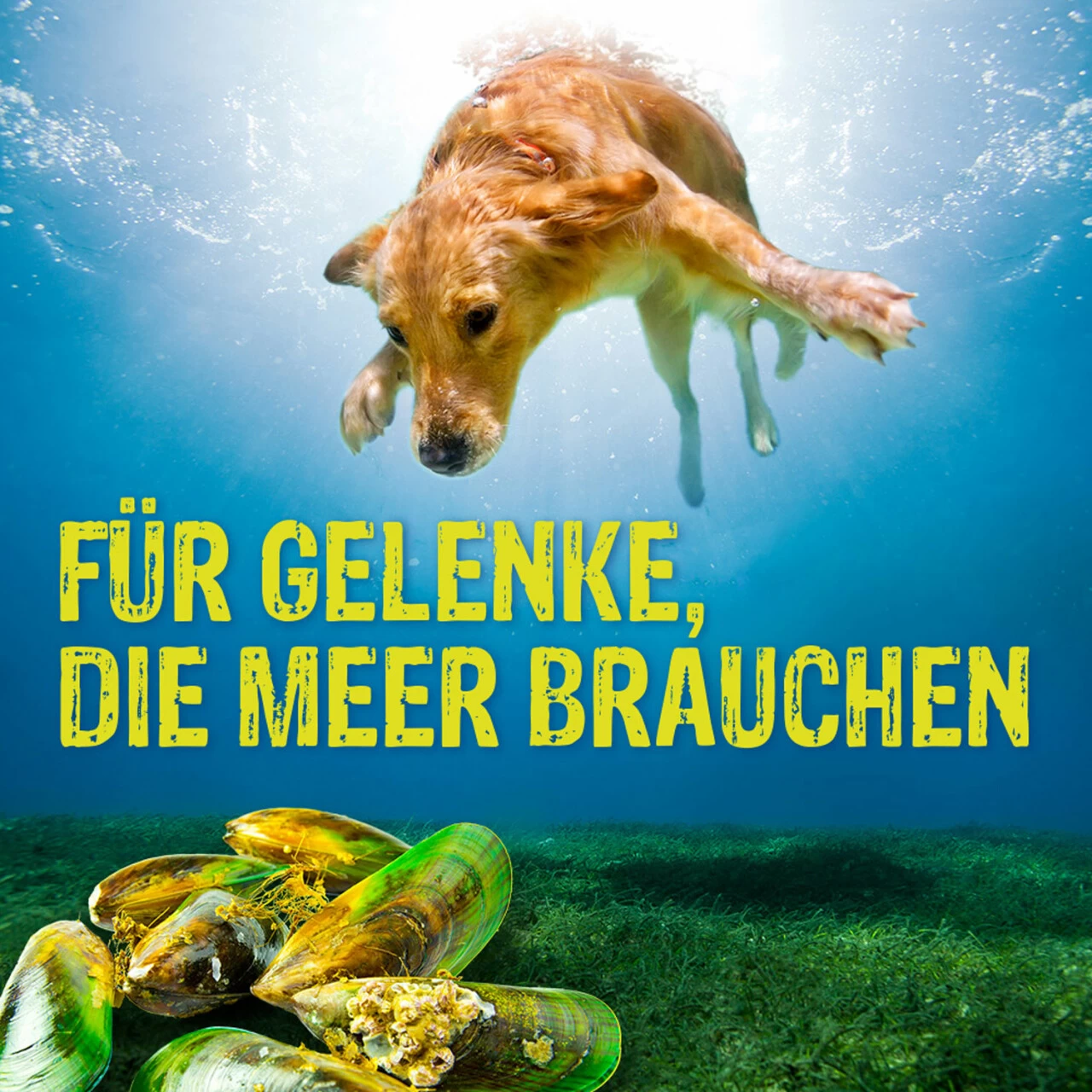 Boehringer Ingelheim Canosan Für Hunde 6 Boehringer Ingelheim Canosan Für Hunde – Bild 6