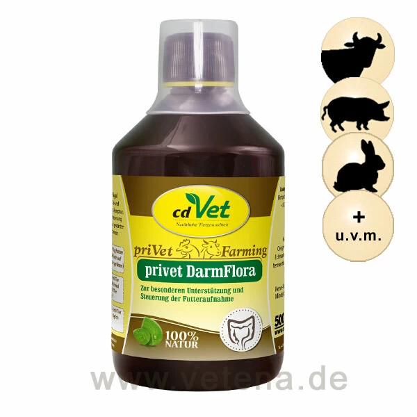 CdVet Privet DarmFlora 1 CdVet Privet DarmFlora