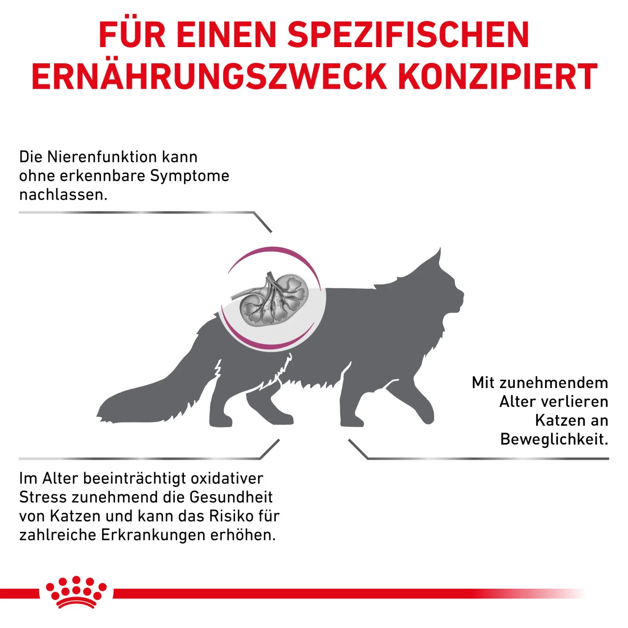 Royal Canin Early Renal Trockenfutter Für Katzen 5 Royal Canin Early Renal Trockenfutter Für Katzen – Bild 5