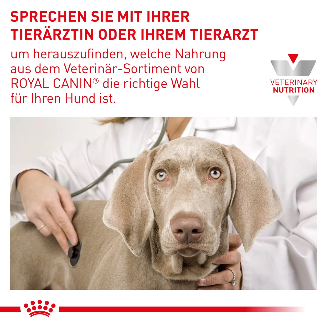 Royal Canin Gastrointestinal Puppy Trockenfutter Für Hunde 8 Royal Canin Gastrointestinal Puppy Trockenfutter Für Hunde – Bild 8