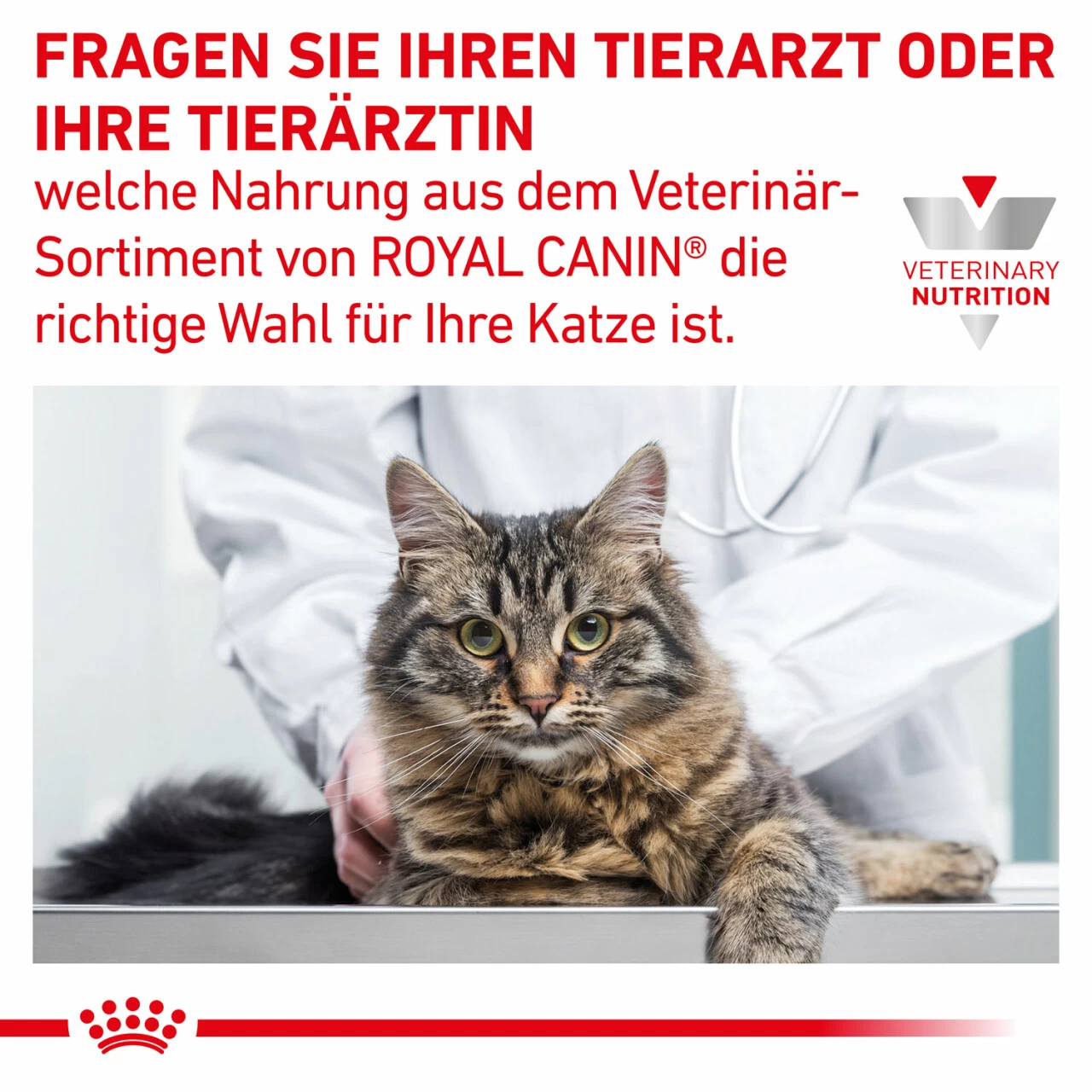 Sparpaket Royal Canin Gastrointestinal Für Katzen 7 Sparpaket Royal Canin Gastrointestinal Für Katzen – Bild 7