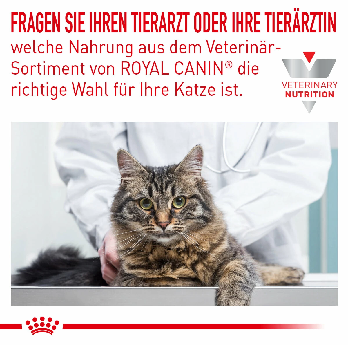 Royal Canin Skin & Coat Trockenfutter Für Katzen 2 Royal Canin Skin & Coat Trockenfutter Für Katzen – Bild 2