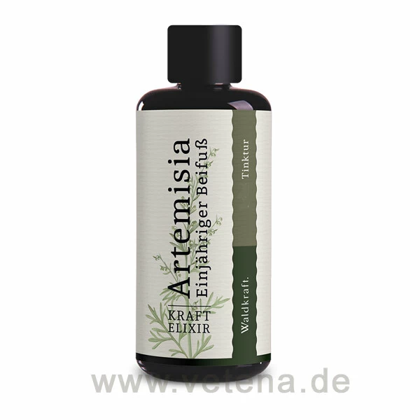 Artemisia - Einjähriger Beifuß 1 Artemisia - Einjähriger Beifuß